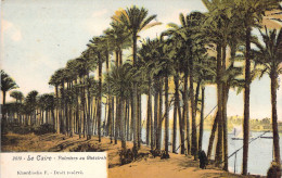 EGYPTE - CAIRO - PALMIERS Of Ghézireh - Carte Postale Ancienne - Le Caire