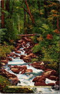 Great Smoky Mountains National Park Porter's Creek - Parques Nacionales USA