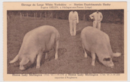 Hollogne Aux Pierres - Elevage Cochons Large White Yorkshire - Histon Lady Mollington 170th - 175th - Grace-Hollogne
