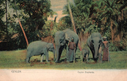 Ethnologie Asie (Ceylon, Ceylan) Elephants And Trainers (et Dresseurs) Edition Platé @ Co. Carte Colorisée, Non Circulée - Asia