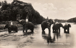 Ethnologie Asie (Ceylon, Ceylan) Tame Elephants Bathing (au Bain) Edition Platé Ltd. Carte De 1932 - Asia