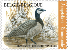 Belgien**Brandgans-Branta Leucopsis-Einschreiben Mke-Mi4958-VOGEL-BUZIN BIRDS - Gänsevögel