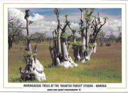 Cp Namibie Moringaceae Trees, Haunted Forest Etosha - Namibia