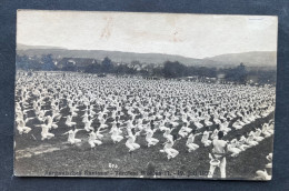 Wohlen / Aargauisches Kantonales Turnfest 1920 - Wohlen