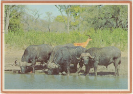 BUFFALO BULLS And Impala Ram - - Kruger National Park - (South-Africa) - 1977 - Taureaux