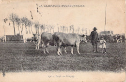 AGRICULTURE - ELEVAGE - La Campage Bourbonnaise - Boeufs Au Pâturage - Carte Postale Ancienne - Crías