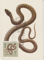 Pologne Carte Maximum 1963 Serpent 1260 - Cartoline Maximum