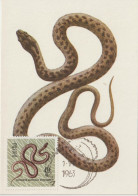 Pologne Carte Maximum 1963 Serpent 1260 - Cartes Maximum