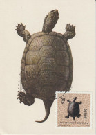 Pologne Carte Maximum 1963 Tortue 1261 - Cartes Maximum