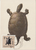 Pologne Carte Maximum 1963 Tortue 1261 - Maximum Cards