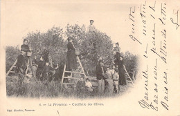 FRANCE - PROVENCE - Cueillette Des Olives - Carte Postale Ancienne - Other & Unclassified