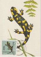 Pologne Carte Maximum 1963 Salamandre 1269 - Cartoline Maximum