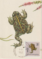 Pologne Carte Maximum 1963 Crapaud Jaune 1270 - Cartoline Maximum