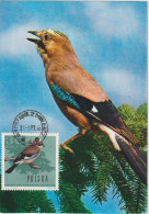 Pologne Carte Maximum Oiseaux 1966 Geai 1570 - Tarjetas Máxima