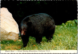 Great Smoky Mountain National Park Native Black Bear - USA National Parks