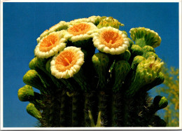 Cactus Saguaro Cactus In Bloom - Cactus