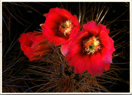 Cactus Hedgehog Cactus In Bloom 1985 - Cactusses