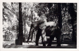 CONGO FRANCAIS - Léo L'éléphant Au Jardin Zoologique  - En Semi Liberté Un Fil Lié à Sa Patte - Carte Postale Ancienne - French Congo