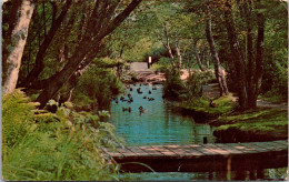 New York Long Island East Hampton View Of The Nature Trail 1972 - Long Island