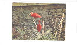 MUZILLAC PARC ZOOLOGIQUE  DU CHATEAU DE BRANFERE     IBIS ROUGES          ****      A  SAISIR **** - Muzillac