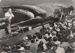 Exposition De La Baleine Géante Jonas à L'Esplanade Des Invadides En 1953  Cpsm GF - Altri & Non Classificati