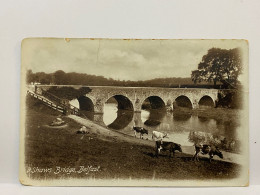 Ox, Cow, Shaws Bridge Belfast, Antrim, Northern Ireland Used 1913 Postcard, Hurst & Co - Antrim