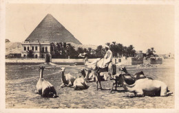 EGYPTE - Kamel Group Near The Great Pyramid Of Cheops - Carte Postale Ancienne - Asuán