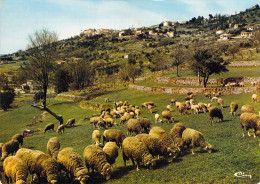 83 - Montauroux - Vue Générale Et Moutons Au Pâturage - Montauroux