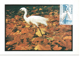 France Carte Maximum (1975 ) Protection De La Nature - Aigrette Garzette - 1970-1979