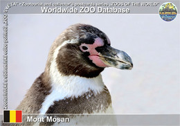 01195 Mont Mosan, BE - Humboldt Penguin (Spheniscus Humboldti) - Huy