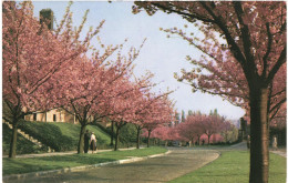 CPA Carte Postale Belgique Bruxelles Boitsfort Le Logis  Cerisiers En Fleurs    VM65257 - Cafés, Hôtels, Restaurants