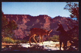 AK 125513 USA - Arizona - Deer At Grand Canyon - Grand Canyon