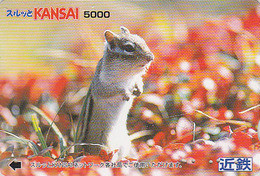 Carte Prépayée JAPON - ANIMAL - ECUREUIL - SQUIRREL JAPAN Prepaid Kansai Ticket Card - EICHHÖRNCHEN - ARDILLA  - 310 - Otros & Sin Clasificación