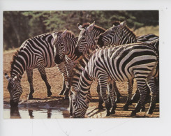 Zèbres Zèbre - Grant's Zebra (Kenya N°3015) Point D'eau - Zebras