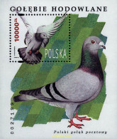 61794 MNH POLONIA 1994 PALOMA - Autres & Non Classés