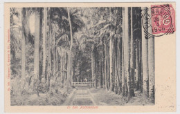 Suriname - Paramaribo - In Den Palmentuin - 1906 - Uitgever C. Kersten Nr. 109 - Surinam