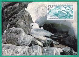 TERRES AUSTRALES - FULMAR - CARTE MAXIMUM GRAND FORMAT - TAAF : Terres Australes Antarctiques Françaises