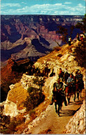 Arizona Grand Canyon Mule Train At The Top Of Bright Angel Trail - Grand Canyon