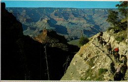 Arizona Grand Canyon Mule Train On The Bright Angel Trail - Grand Canyon