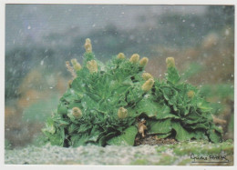 984 - Terres Australes Et Antartiques Françaises / Photo André FATRAS : Choux De  KERGUELEN. - TAAF : Terres Australes Antarctiques Françaises