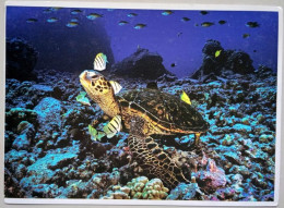 Hawaiian Green Sea Turtle - Tortugas