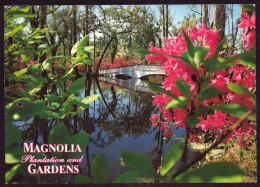 AK 126023 USA - South Carolina - Charleston - Magnolia Plantations And Gardens - Charleston