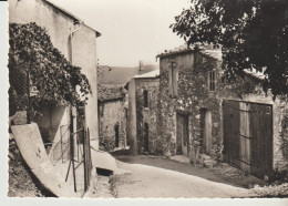 C. P. - PHOTO - COGOLIN - VIEILLE RUE PROVENCALE - 126-42 - S.E.P.T. - Cogolin