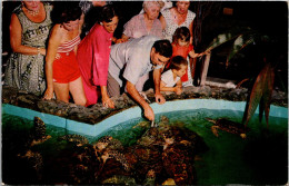 Florida Key West Feeding The Giant Turtles At The Aquarium - Key West & The Keys