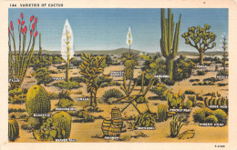 VARIETIES OF CACTUS ~ AN OLD POSTCARD #231844 - Sukkulenten