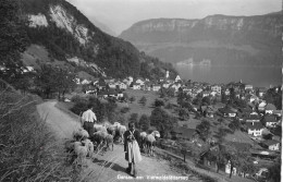 GERSAU ► Bauer Mit Schafherde Oberhalb Gersau Anno 1968 - Gersau