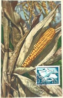 Portugal & Maximum Card, Agricultural Exhibition, Crystal Palace, Zea Mays, Porto 1956 (242) - Agriculture