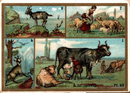 CHROMO CHOCOLAT INIMITABLE DUROYON & RAMETTE CAMBRAI LES RUMINANTS LES TAURIENS  PL.45 - Duroyon & Ramette