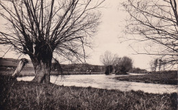 SAINT CLAIR SUR EPTE(ARBRE) - Saint-Clair-sur-Epte