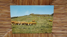 Environs De Lacaune-les-bains , Pâturage Au Pied Du Pic Du Montalet à 1266 M D'altitude "" Carte Animée Moutons "" - Other & Unclassified